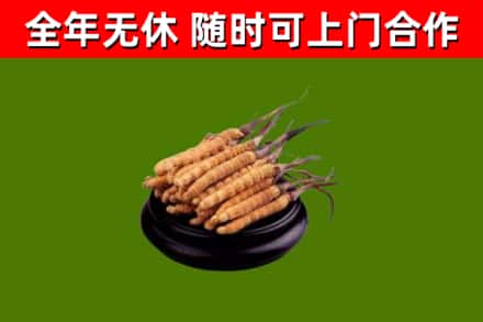 金秀回收散虫草