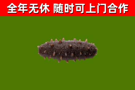 金秀回收海参干